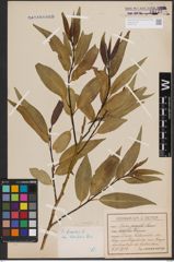 Foto von Salix fragilis L.